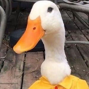 Meet your Posher, Anjelina